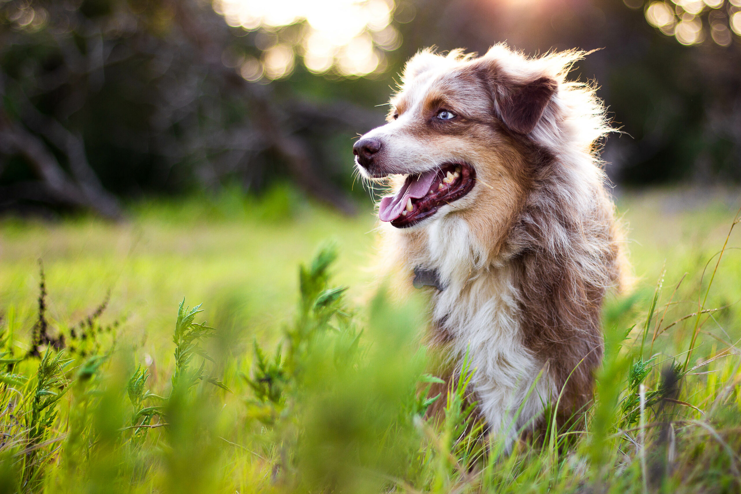 reiki pour les animaux esprit nature